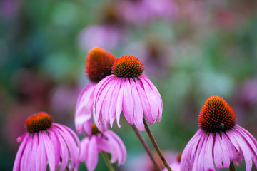 Purple Coneflowers (Echinacea) , close-up, selective focus