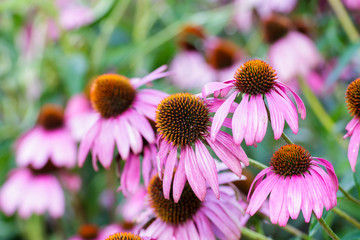 Purple Coneflowers (Echinacea) , close-up, selective focus