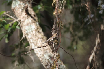 Myrtle Warbler (Setophaga coronata) in Florida, North America