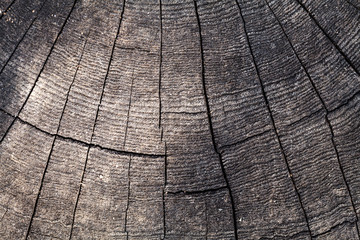 Fototapeta premium wooden background