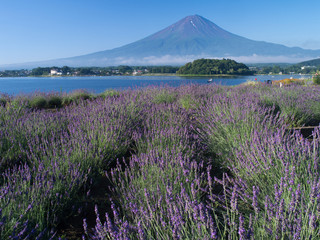 Fototapeta na wymiar ラベンダーと富士山