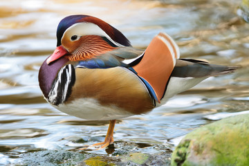 male Mandarin Duck