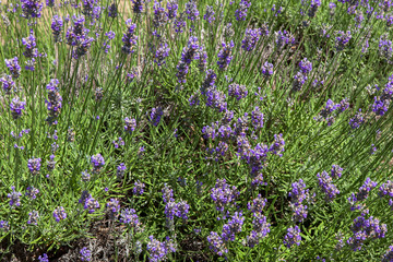 Obraz premium Lavender flowers field