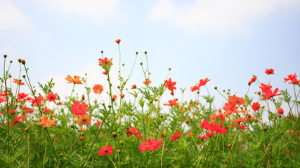cosmos flower and blue sky background