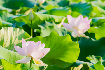 Light pink lotus flowers