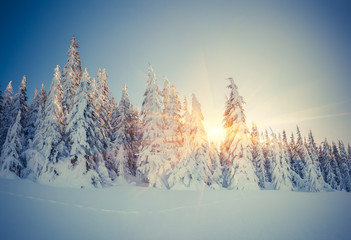 Beautiful winter landscape in the mountain forest.