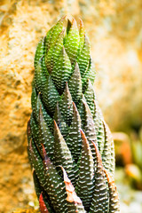 Haworthia reinwardtii, Liliaceae, southern Africa, Cape