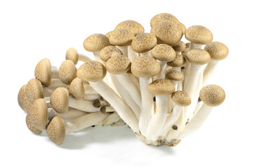 brown beech mushrooms or shimeji mushrooms on white background