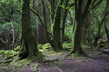 Relict forest in the Torc Mountain.