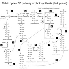 Chemical scheme of Calvin cycle
