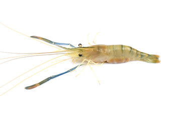 prawn or raw shrimp isolated on white background