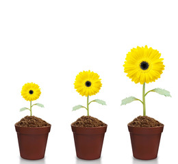 fresh beautiful sunflowers in  pot