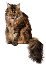 sitting Maine Coon cat isolated on white