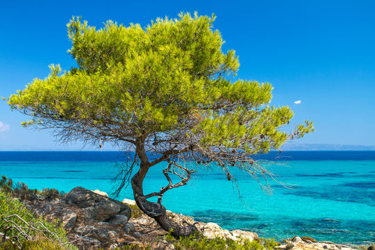 Pine forest tree by the sea in Halkidiki, Greece