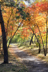 Obraz premium Autumn landscape - path in a mixed forest
