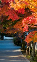 紅葉谷のもみじ （錦帯橋・吉香公園）