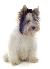 biewer yorkshire terrier