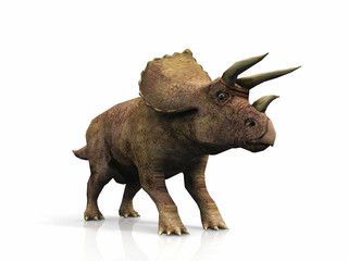 Triceratops  on a white background © NJ