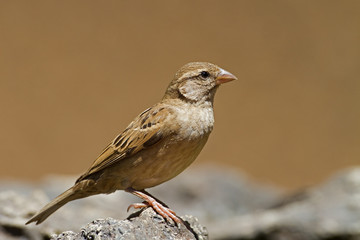 Female House Sparrow; Passer domesticus