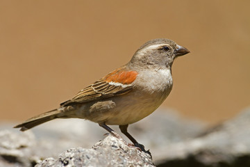 Female Cape Sparrow; Passer melanurus