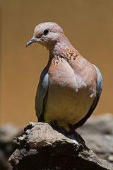 Laughing dove; Streptopelia senegalensis