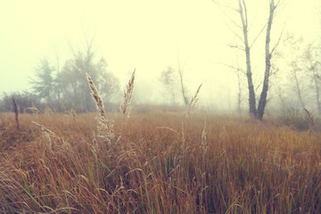 Wild hazy landscape view