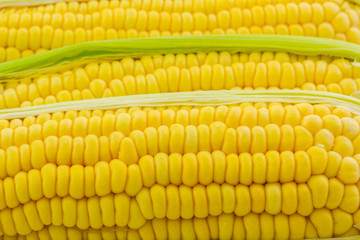 Fresh organic corn