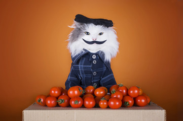 cat in a suit Georgian sells tomatoes