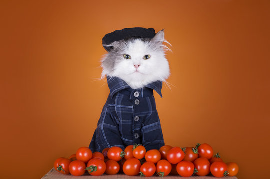 cat in a suit Georgian sells tomatoes