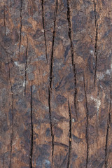 Obraz premium decay wood