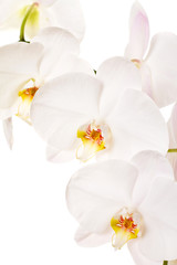 Naklejka na ściany i meble Close-up of white orchids flowers on white background