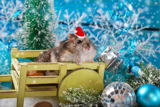 hamster in santa hat waiting for christmas