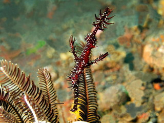 Seahors, Island Bali, Tulamben