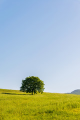 Lonely tree on bright summer day