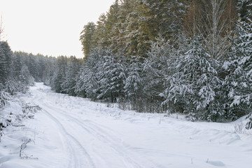 Obraz premium Walk through the beautiful places frosty Russian winter