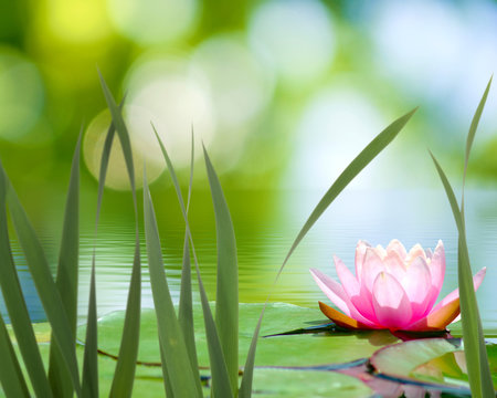 Fototapeta lotus on the water