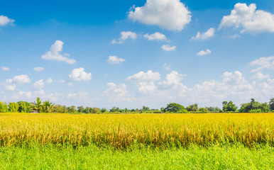 golden rice field