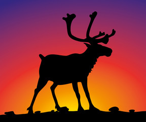 Fototapeta na wymiar vector reindeer on the background of sunset sky