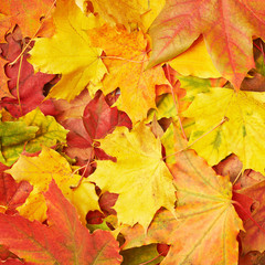 Surface covered with colorful maple leaves