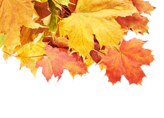 Naklejka na ściany i meble Pile of colorful maple leaves isolated