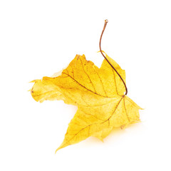 Autumn yellow maple leaf isolated