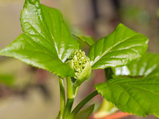 Blütenknospe Kletterhortensie - Frühling - März - Knospe - Bl