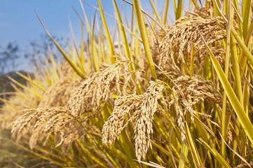 Mature rice in autumn