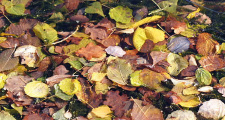 leaf litter