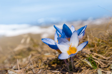 closeup beautiful flowers in a spring prairie