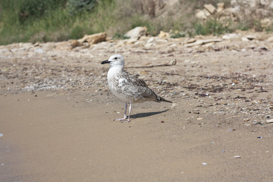 Seagull On A Beach