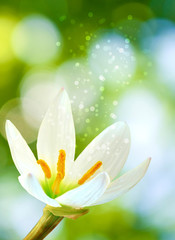 beautiful flower on blurred green background