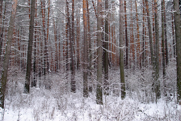 pinery in winter