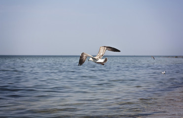 Seagull On A Beach