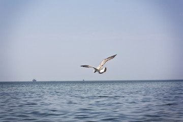 Fototapeta na wymiar Seagull On A Beach